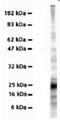 Vesicle Associated Membrane Protein 7 antibody, NBP1-07118, Novus Biologicals, Western Blot image 