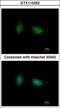 Protein Kinase C Beta antibody, GTX113252, GeneTex, Immunofluorescence image 