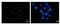 ASE-1 antibody, NBP2-43633, Novus Biologicals, Immunofluorescence image 