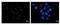 CD3e Molecule Associated Protein antibody, NBP2-43633, Novus Biologicals, Immunofluorescence image 