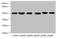 Corticotropin Releasing Hormone Receptor 1 antibody, orb240242, Biorbyt, Western Blot image 