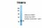 Tripartite Motif Containing 10 antibody, A12560, Boster Biological Technology, Western Blot image 