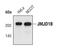 Lysine Demethylase 3B antibody, MA5-14792, Invitrogen Antibodies, Western Blot image 