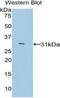 Growth Differentiation Factor 11 antibody, LS-B15028, Lifespan Biosciences, Western Blot image 