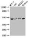 WW Domain Containing Oxidoreductase antibody, CSB-PA873704LA01HU, Cusabio, Western Blot image 