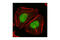 MutL Homolog 1 antibody, 3515S, Cell Signaling Technology, Immunocytochemistry image 