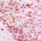 NEDD8 Ubiquitin Like Modifier antibody, LS-C352565, Lifespan Biosciences, Immunohistochemistry frozen image 