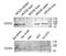 Ectonucleotide Pyrophosphatase/Phosphodiesterase 3 antibody, STJ96639, St John