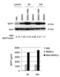 TNF Superfamily Member 13b antibody, 2221, QED Bioscience, Dot Blot image 