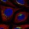 Mannosidase Endo-Alpha Like antibody, HPA063423, Atlas Antibodies, Immunofluorescence image 