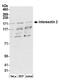 Intersectin 2 antibody, NBP1-71833, Novus Biologicals, Western Blot image 