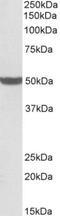 Pentatricopeptide Repeat Domain 2 antibody, NBP2-26176, Novus Biologicals, Western Blot image 