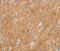 Solute Carrier Family 2 Member 3 antibody, MBS2526112, MyBioSource, Immunohistochemistry frozen image 