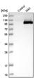 MX Dynamin Like GTPase 2 antibody, HPA030235, Atlas Antibodies, Western Blot image 