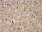 Dentin matrix protein 4 antibody, CSB-PA816901LA01HU, Cusabio, Immunohistochemistry frozen image 