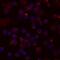 C-C Motif Chemokine Ligand 4 antibody, BAF271, R&D Systems, Immunofluorescence image 