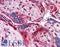 Annexin A11 antibody, LS-B2738, Lifespan Biosciences, Immunohistochemistry frozen image 