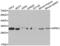 Serine And Arginine Rich Splicing Factor 1 antibody, LS-C331609, Lifespan Biosciences, Western Blot image 