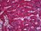 Solute Carrier Family 13 Member 5 antibody, 51-915, ProSci, Immunohistochemistry frozen image 