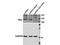 RB Transcriptional Corepressor Like 2 antibody, A02118, Boster Biological Technology, Western Blot image 