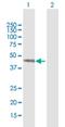 Septin 7 antibody, H00000989-B01P, Novus Biologicals, Western Blot image 