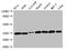Emerin antibody, CSB-PA007633LA01HU, Cusabio, Western Blot image 