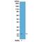 H2A Histone Family Member Z antibody, NBP2-61484, Novus Biologicals, Western Blot image 