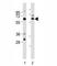 Transcription factor SOX-11 antibody, F44542-0.4ML, NSJ Bioreagents, Western Blot image 