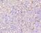 Interferon Regulatory Factor 7 antibody, NBP2-67634, Novus Biologicals, Immunohistochemistry paraffin image 