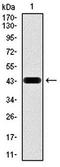 Protein Kinase AMP-Activated Catalytic Subunit Alpha 1 antibody, orb323094, Biorbyt, Western Blot image 