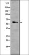 Telomeric Repeat Binding Factor 2 antibody, orb336975, Biorbyt, Western Blot image 