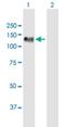 PDZ Domain Containing Ring Finger 4 antibody, H00029951-B01P, Novus Biologicals, Western Blot image 