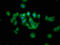 Microtubule Associated Protein 1A antibody, LS-C670675, Lifespan Biosciences, Immunofluorescence image 