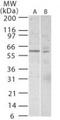 Telomeric Repeat Binding Factor 1 antibody, PA1-41064, Invitrogen Antibodies, Western Blot image 