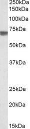 Transforming Growth Factor Beta Induced antibody, EB09795, Everest Biotech, Western Blot image 