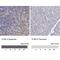 Toll Like Receptor 8 antibody, NBP1-85767, Novus Biologicals, Immunohistochemistry paraffin image 