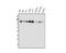 Aryl Hydrocarbon Receptor antibody, A00225-4, Boster Biological Technology, Western Blot image 