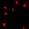 Homeobox A11 antibody, LS-C352306, Lifespan Biosciences, Immunofluorescence image 