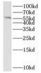 Glutaminyl-tRNA synthase-like protein 1 antibody, FNab06985, FineTest, Western Blot image 