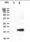 Bone Morphogenetic Protein 8b antibody, NBP2-42693, Novus Biologicals, Western Blot image 