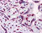Scm Polycomb Group Protein Like 1 antibody, 51-509, ProSci, Immunohistochemistry frozen image 