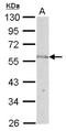 Nucleoporin 50 antibody, NBP2-19610, Novus Biologicals, Western Blot image 