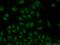 Nucleoplasmin-3 antibody, 11960-1-AP, Proteintech Group, Immunofluorescence image 