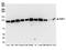 Tripartite Motif Containing 28 antibody, NBP2-76411, Novus Biologicals, Western Blot image 