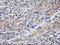 Paraoxonase 1 antibody, LS-C337285, Lifespan Biosciences, Immunohistochemistry frozen image 