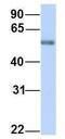 Amidophosphoribosyltransferase antibody, GTX46491, GeneTex, Western Blot image 