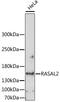 RAS Protein Activator Like 2 antibody, A15120, ABclonal Technology, Western Blot image 