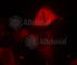 Mitogen-Activated Protein Kinase Kinase 3 antibody, AP0389, ABclonal Technology, Immunofluorescence image 