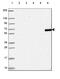Tetratricopeptide Repeat Domain 39C antibody, HPA065713, Atlas Antibodies, Western Blot image 