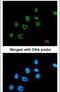 Paired Box 8 antibody, PA5-21368, Invitrogen Antibodies, Immunofluorescence image 